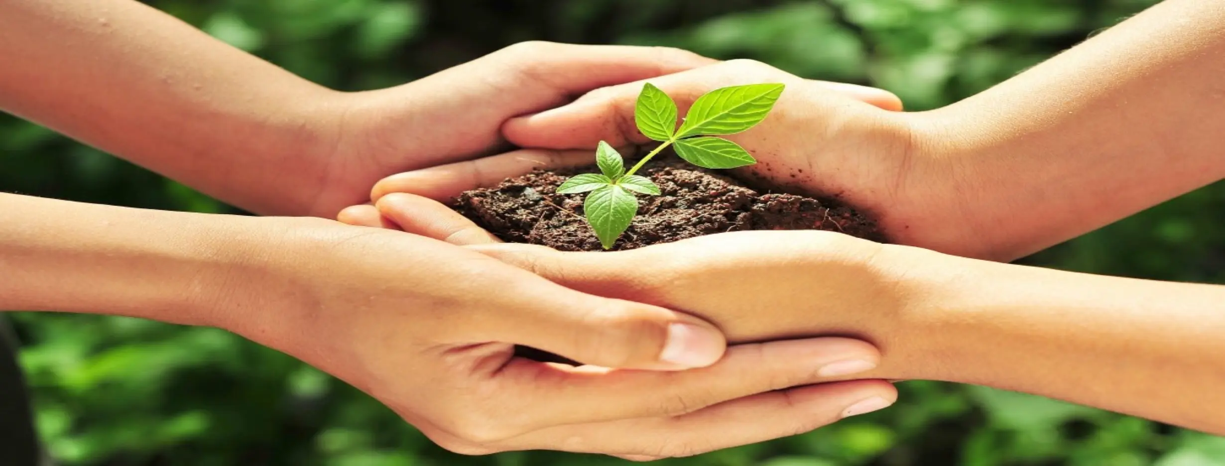 Image for Sustainable Living